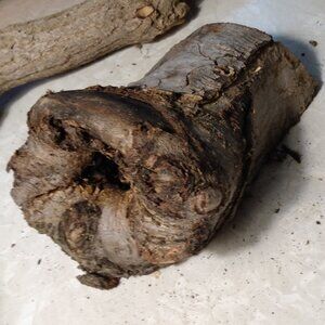 Unique Real Wood Hollow Tree Burl Knot Rustic Accent Fairy Gnome Garden Art